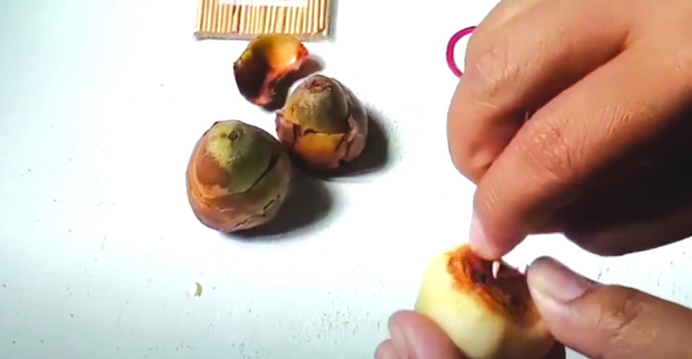 MUDAH DIDAPAT: Gangsingan bluluk ini berbahan dasar buah calon kelapa yang jatuh dari pohonnya.
