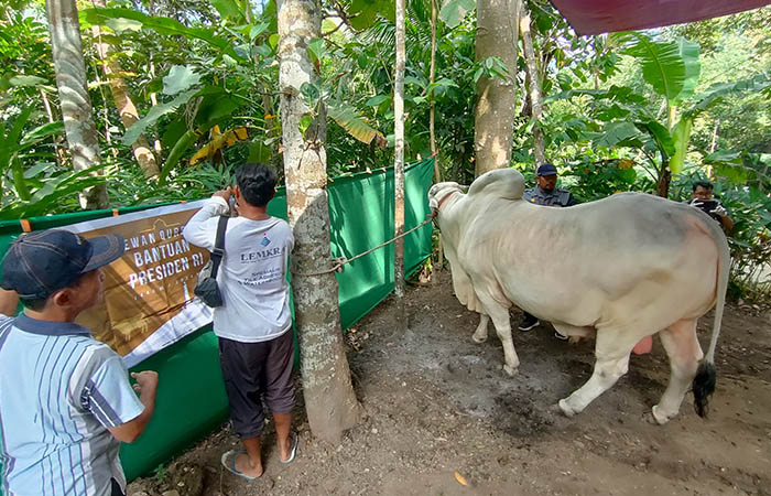 SAMPAI: Setelah menembus Pegunungan Menoreh, sapi kurban Jokowi sampai di lokasi.