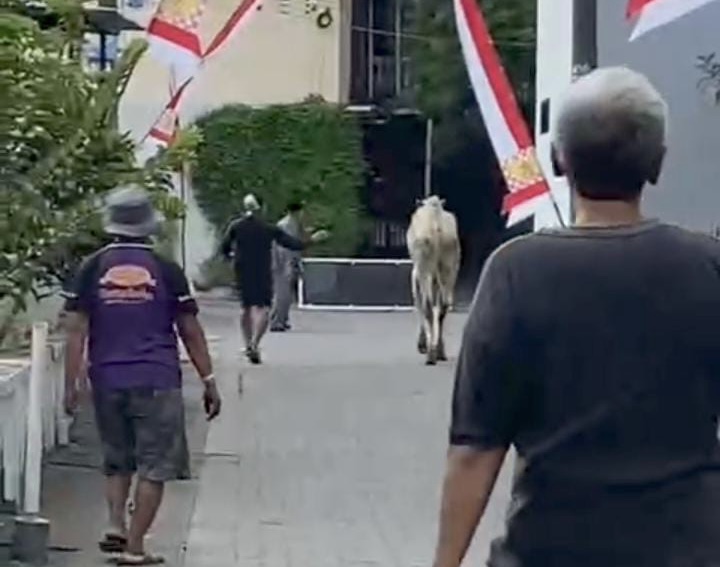Sapi kurban yang lepas hingga masuk ke Ring Road Utara
