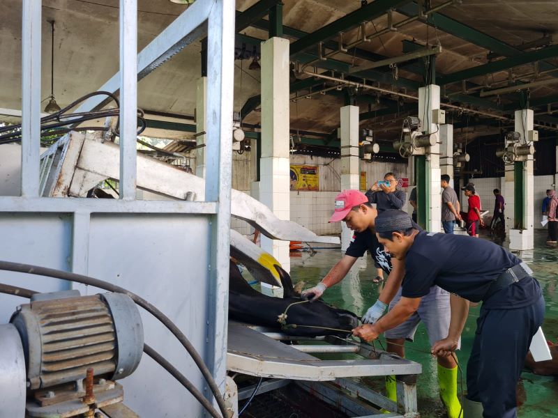HENDAK DIPOTONG: Sapi yang semula berada di dalam kandang, ditarik menuju mesin restraining box di RPH Kota Magelang untuk dilakukan pemotongan, Senin (17/6/2024).