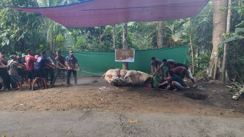 SEMBELIH: Satrio Bimo, Sapi kurban milik Jokowi disembelih, Senin (17/6/2024).&nbsp;