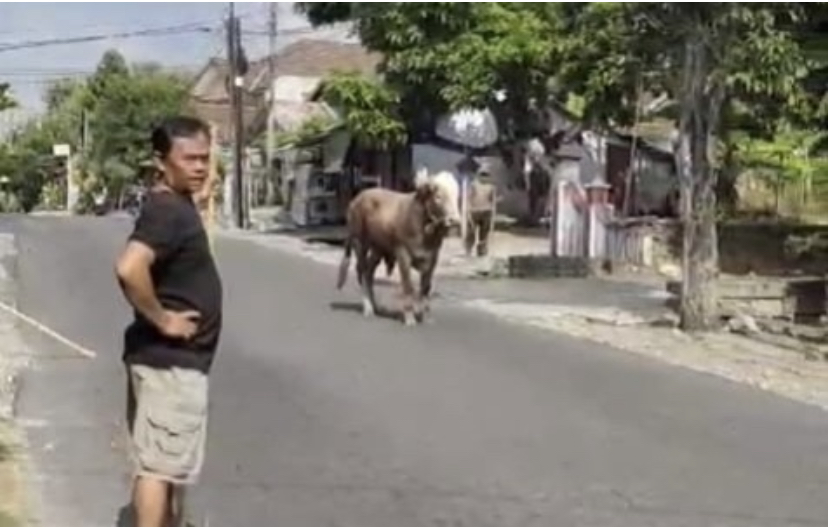 Kondisi sapi marah