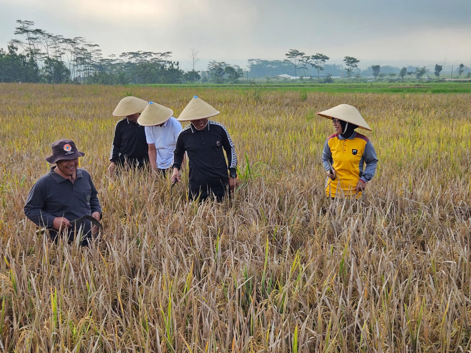 GOTONG ROYONG: Kapolres Magelang Kota bersama jajarannya saat membantu warga Gandusari memanen padi varietas IR Nutri Zinc, Selasa (18/6).