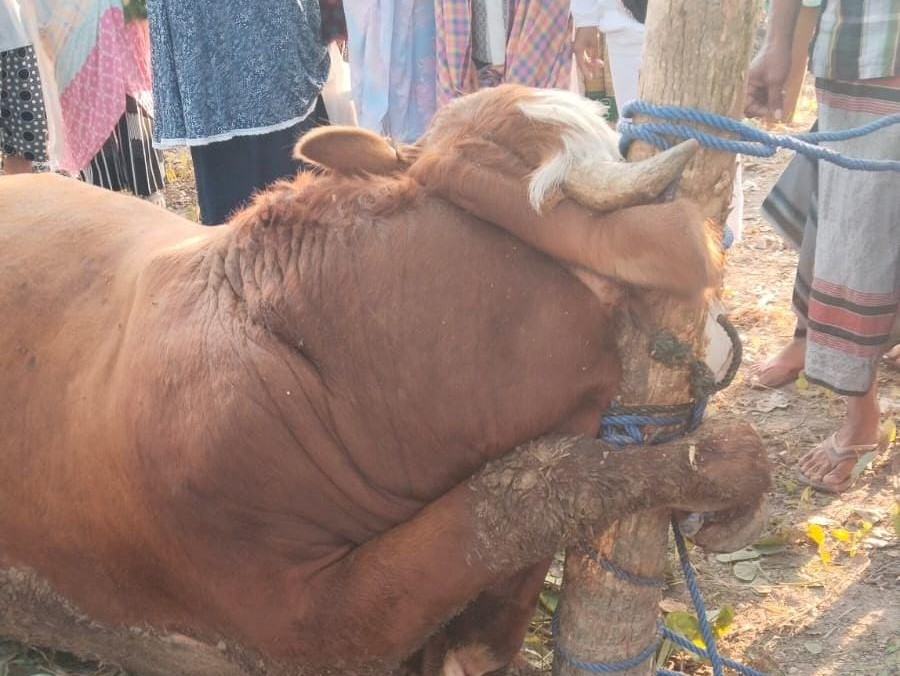 Seekor sapi qurban mati terlilit sebelum disembelih di Masjid Salafiyah, Kalurahan Dengok, Playen, Gunungkidul, Senin (17/6).