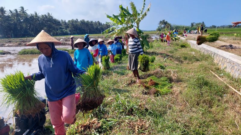 TANAM: Petani bergotong-royong menanam padi di sawah.&nbsp;