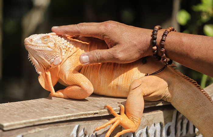 EKSOTIS: Iguana jenis albino milik Deddy Pranowo Eryono yang dipelihara dan ditempatkan di restoran miliknya di Candibinangun, Pakem, Sleman.