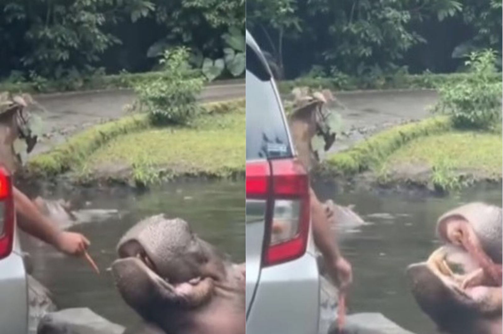 Video aksi pemuda yang beri Kuda Nil sampah untuk dimakan. (@fakta.indo)
