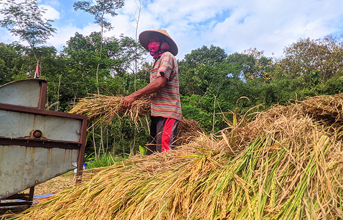 TANAMAN POKOK: Petani di Kapanewon Patuk, Gunungkidul sedang memanen padi. Akibat kemarau, tanaman petani terancam gagal panen.Andi May/Radar Jogja
