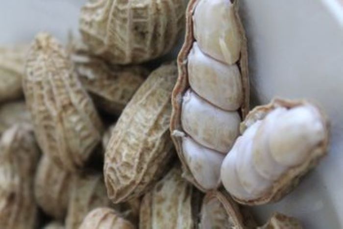 Kacang yang sering dianggap dapat menimbulkan jerawat dimuka.