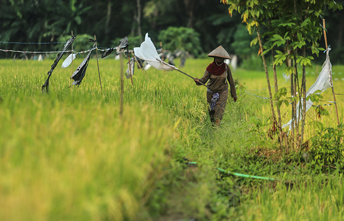 PERAWATAN: Petani menyebar pupuk di lahan sawah yang ditanami padi di kawasan Demangan, Wedomartani, Ngemplak, Sleman (28/6).ELANG KHARISMA DEWANGGA/RADAR JOGJA&nbsp;