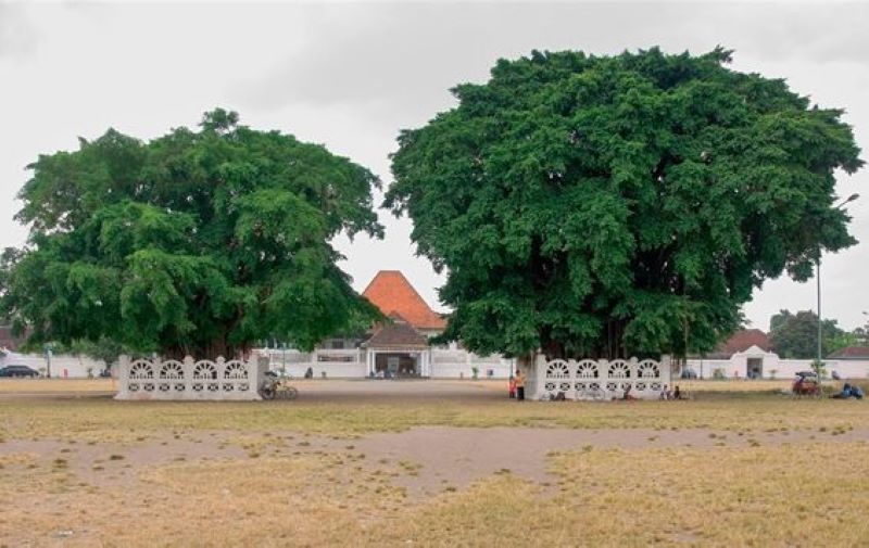 Dua pohon beringin besar di Alun alun Kidul Yogyakarta.