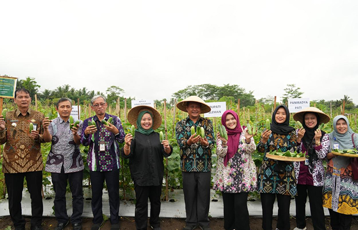 Kegiatan panen raya mentimun oleh Petani di Dukuh Pondokrejo, Tempel, Kamis (4/7).Setda Kabupaten Sleman