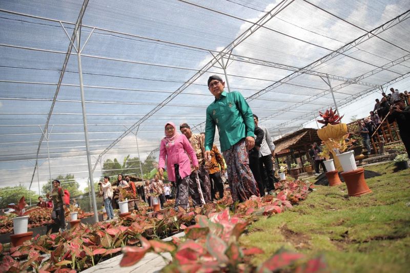 Aglaonema Park di Desa Tridadi, Sleman, Yogyakarta, DIY, Sabtu