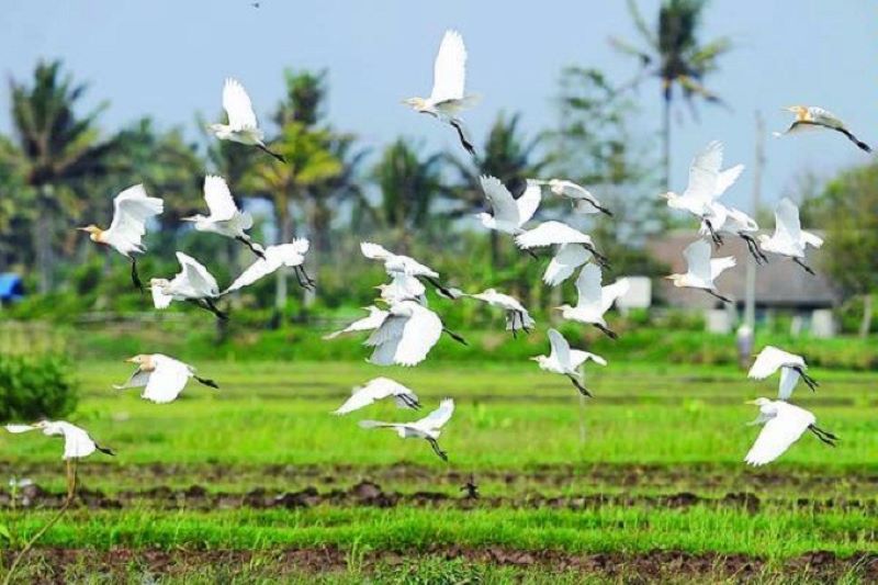 Burung Kuntul sahabat petani di Desa Wisata Ketingan.