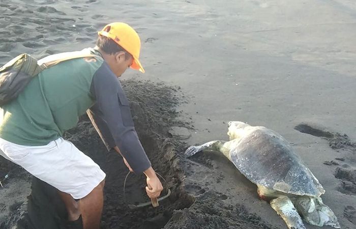 DIKUBUR: Bangkai Penyu Lekang dikubur Petugas SAR. Penyu lekang berbobot 40 kg, dan panjang satu meter ini, dilaporkan oleh warga tengah mendarat di Pantai Glagah.DOKUMENTASI SRI WILAYAH V KULON PROGO