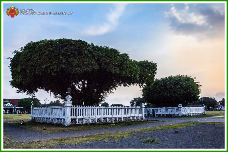 Menguak Cerita dibalik Keberadaan Pohon Beringin di Keraton Yogyakarta.