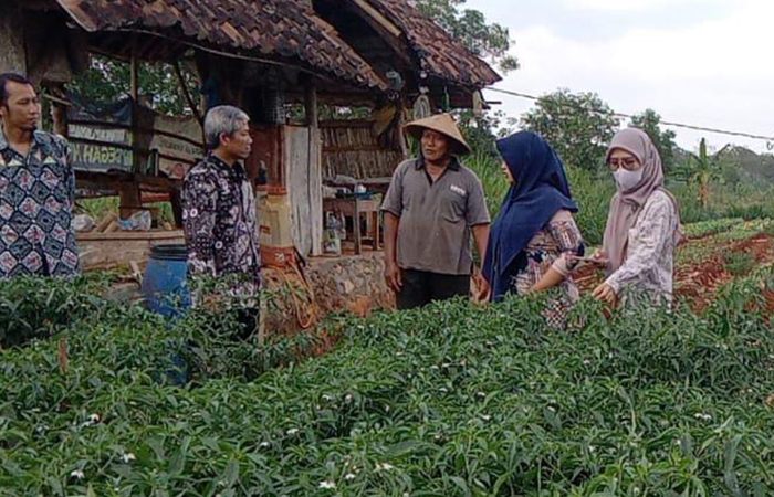 Lahan pertanian cabai di Padukuhan Gondang, Kalurahan Duwet, Kapanewon Wonosari, Gunungkidul.&nbsp;Dokumentasi DPP Gunungkidul&nbsp;