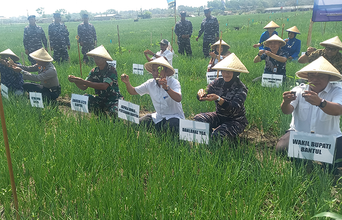 DIPANEN: Panen bawang dan penanaman cabai di lahan pasir Sanden oleh jajaran TNI AL melalui Lanal Jogjakarta dan Pemkab Bantul (10/7).Khairul Ma