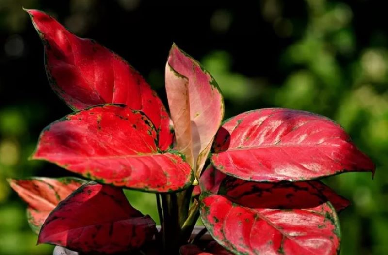 Aglonema warna merah.