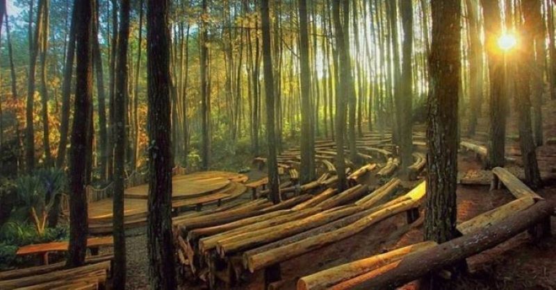 Hutan Pinus Mangunan, Dlingo, Bantul.