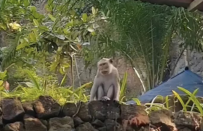 Monyet ekor panjang sering kali menyerang lahan-lahan pertanian milik warga di Kabupaten Gunungkidul.