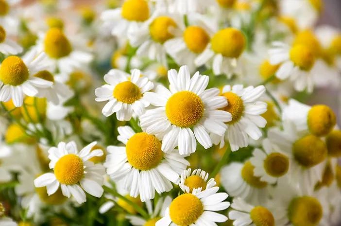 Bunga chamomile