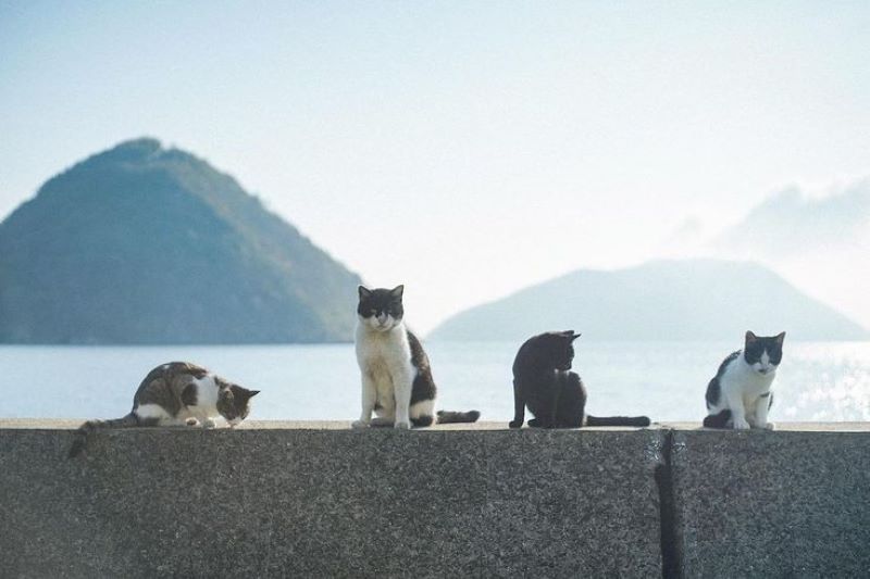 Kucing hewan lucu yang memiliki banyak kemampuan.