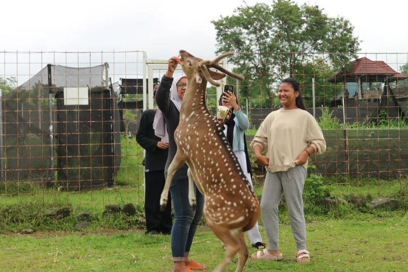 Feeding Rusa Lucu di Nara Kupu Jogja.