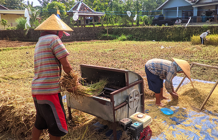 Petani memanen tanaman pangan jenis padi di Kabupaten Gunungkidul.Andi May/Radar Jogja&nbsp;