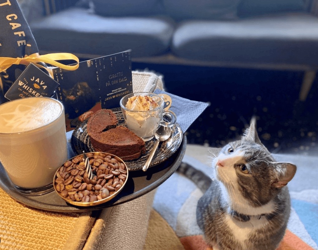 Kafe pet friendly di Jogja.