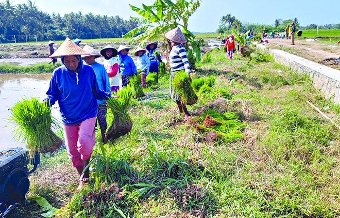 TANAM: Petani bergotong royong menanam padi&nbsp;(ANOM BAGASKORO/RADAR JOGJA)