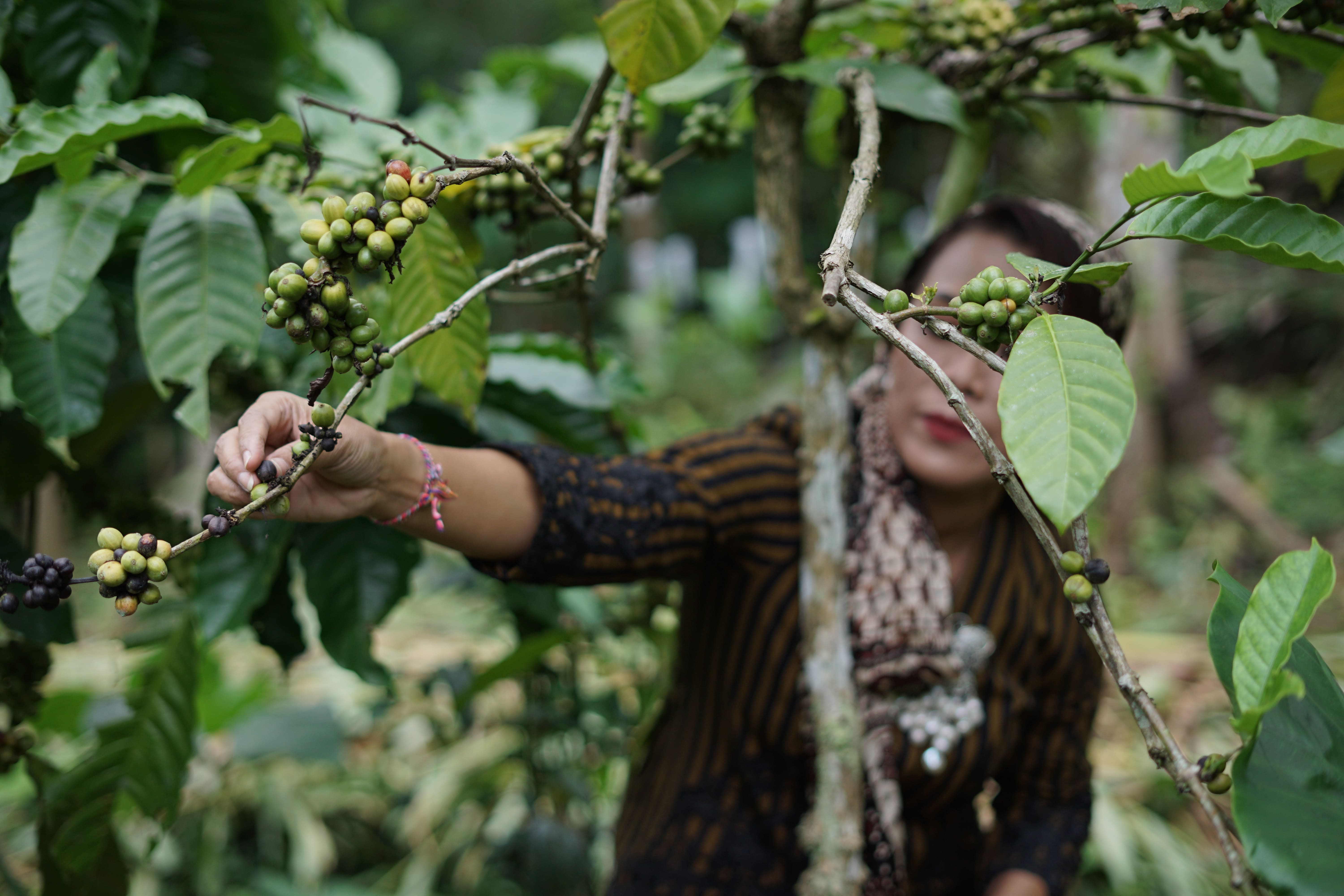 &nbsp;  PANEN: Pengunjung merasakan ikut memanen kopi di Trajumas dengan mengenakan kebaya.