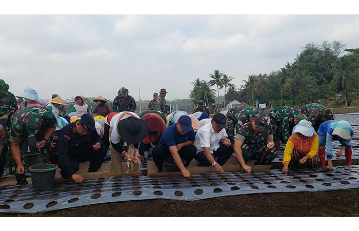TURUN LAPANGAN: Dandim 0731 Kulon Progo Letkol Arh Viki Herwandi saat melakukan penanaman pertama bawang merah kemarin (28/7).