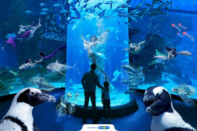 Atraksi dari putri duyung di Jakarta Aquarium Safari.