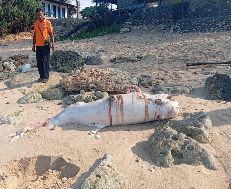Penemuan bangkai Lumba-Lumba penuh luka di tepi Pantai Sepanjang, Kalurahan Kemadang, Tanjungsari, Gunungkidul, Selasa (30/7) pukul 08.00 WIB.