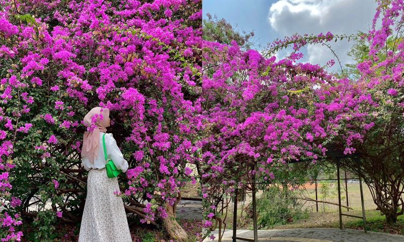 Spot foto bunga estetik di Jogja.