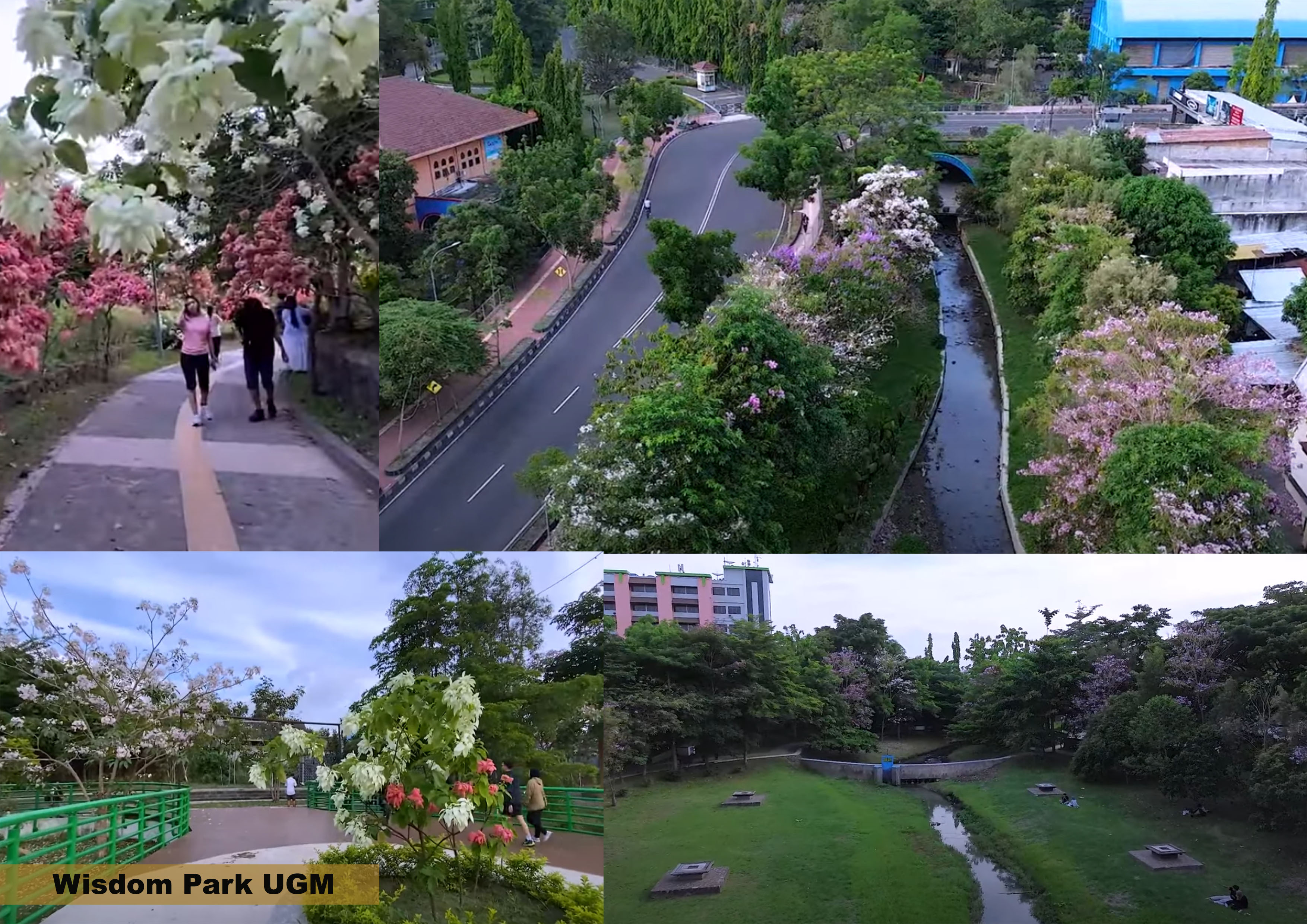 Wisdom Park UGM, bertebaran bunga tabebuya dan nusa indah jadi spot foto menarik.