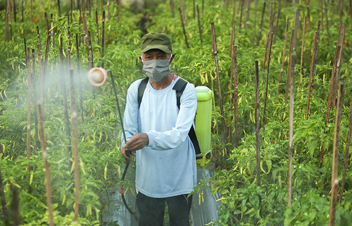TELATEN: Pajiman menyemprot tanaman cabai di ladang miliknya di Padukuhan Wonorejo, Wedomartani, Ngemplak, Sleman (31/7). Profesi petani masih banyak dikerjakan orang dengan usia tua.