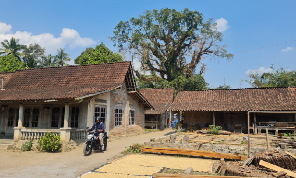 BERDIRI KOKOH: Pohon randu alas di Dusun Kapuranggan/Kebonrejo IV, Kebonrejo, Candimulyo, Kabupaten Magelang ini diperkirakan berusia ratusan tahun.