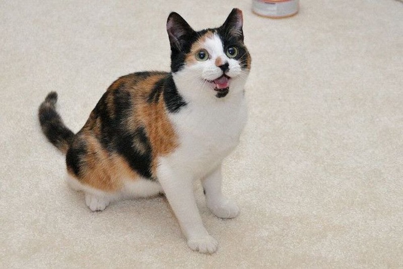 Kucing Calico menggemaskan.