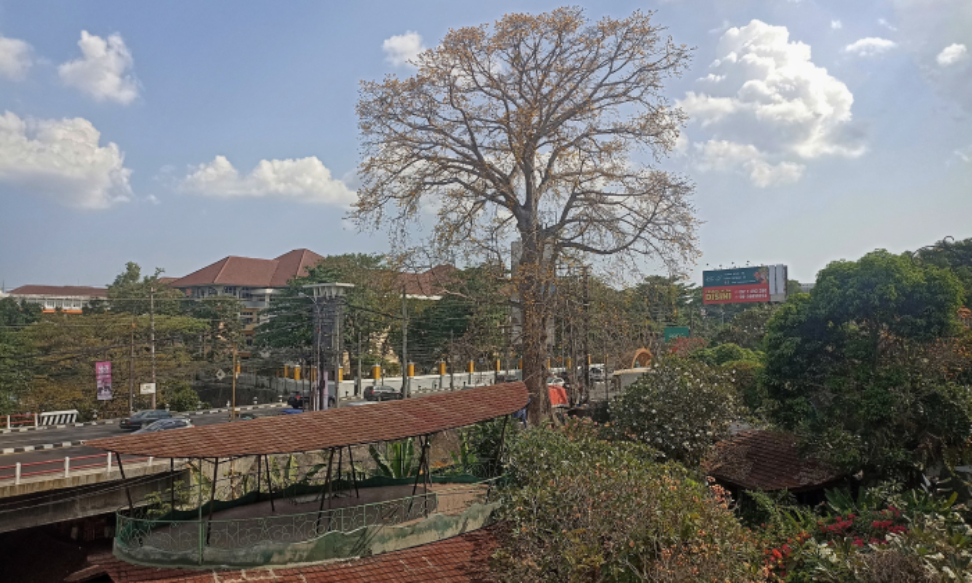 Pohon randu alas
