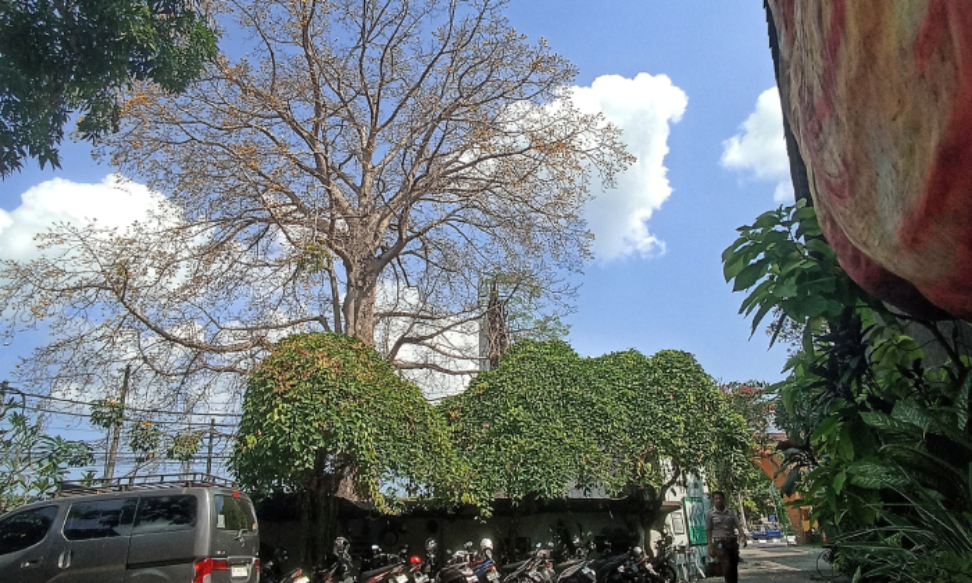 Pohon randu alas di Museum Affandi.