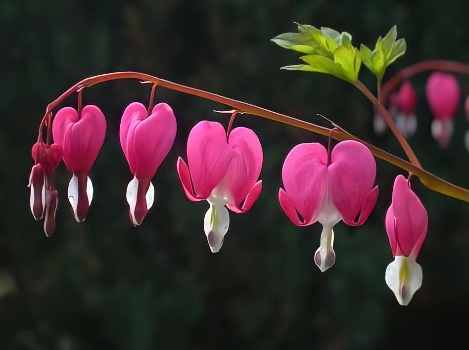 Pesona unik dari bunga bleeding heart yang bermekaran  (pinterest.com)