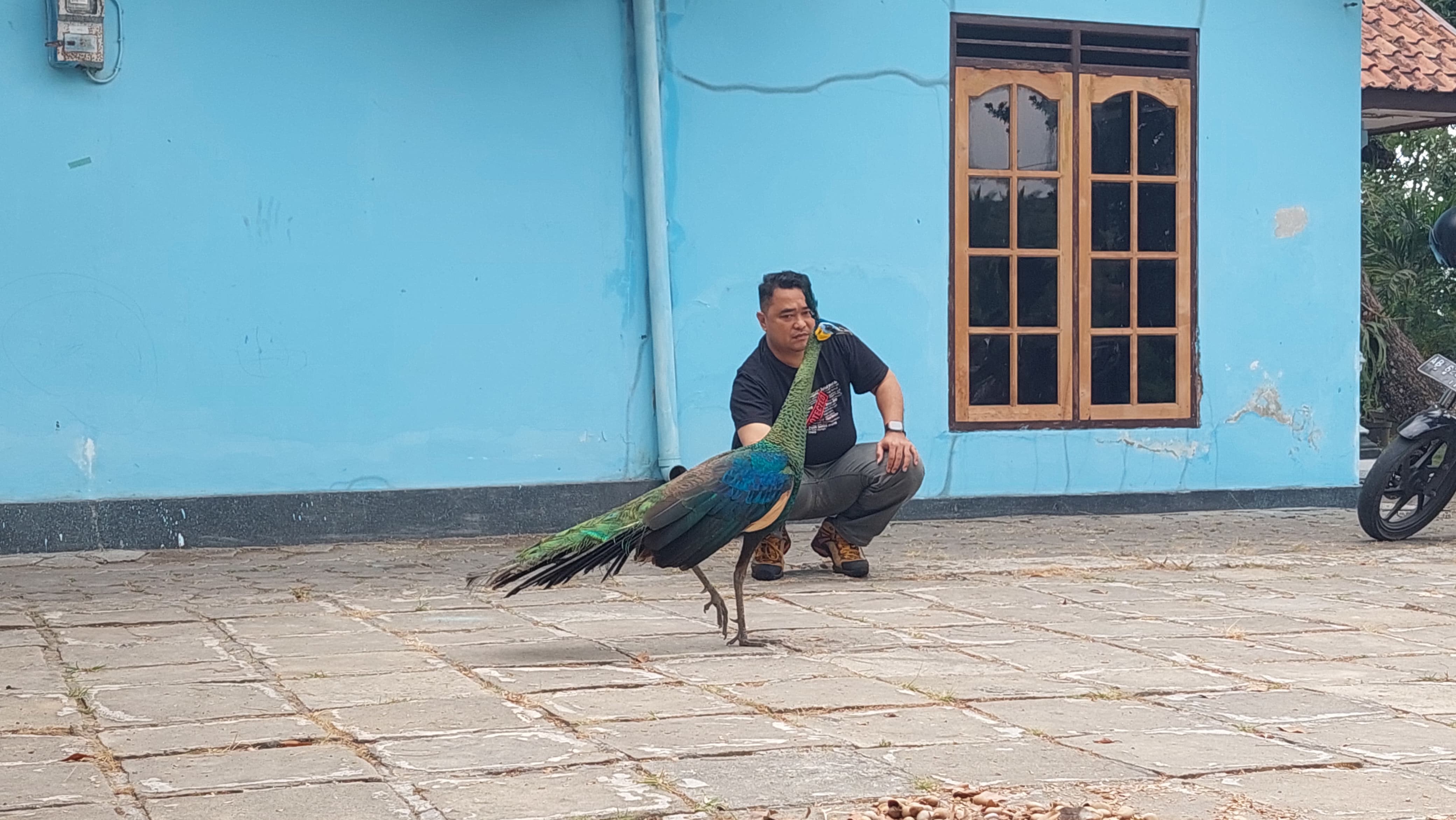 DILINDUNGI: Petugas menangkap Merak Hijau untuk dikembalikan ke habitatnya.