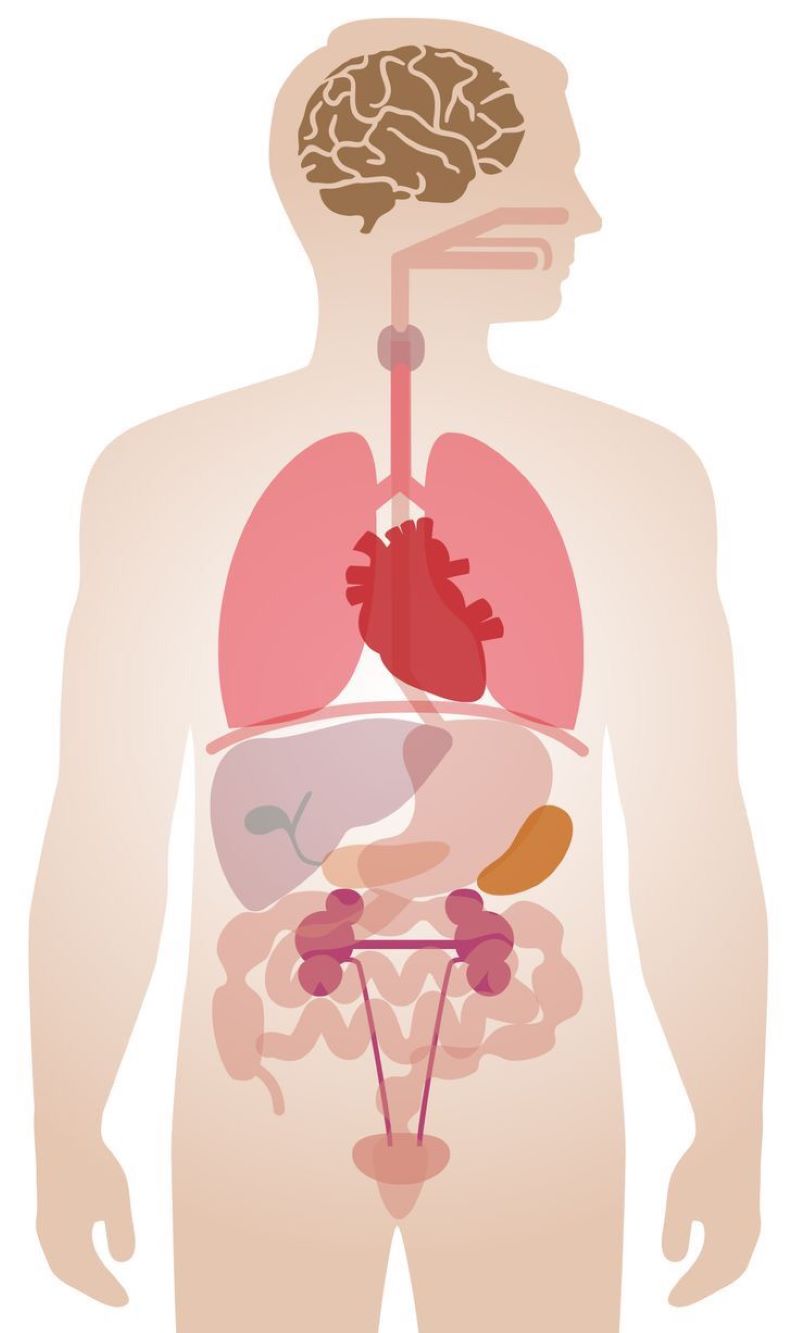 Ilustrasi organ tubuh manusia.