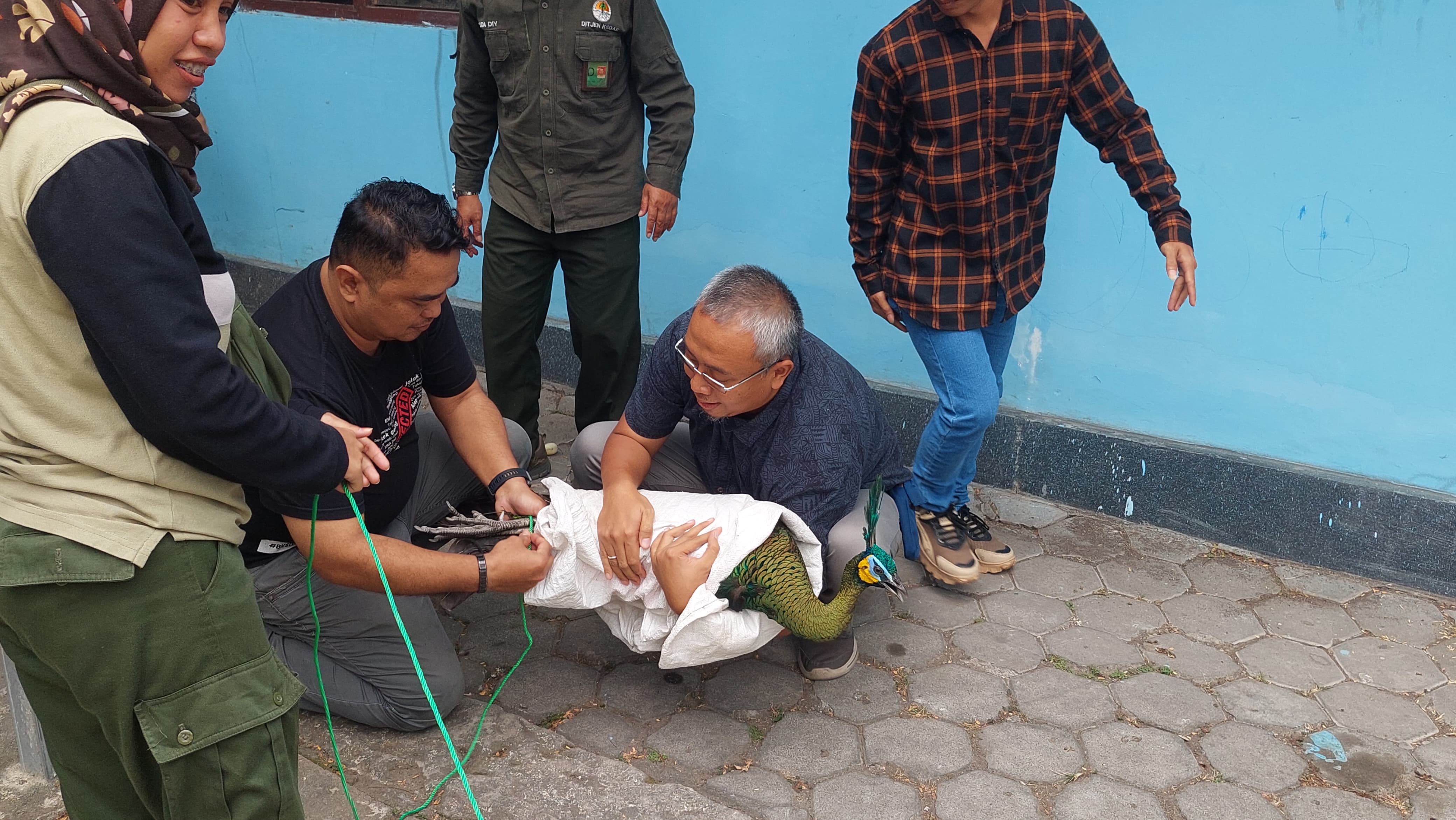 DILINDUNGI: Petugas Resort Konservasi Wilayah (RKW) Kulon Progo menangkap merak hijau untuk dikembalikan ke habitatnya. (ANOM BAGASKORO/RADAR JOGJA)