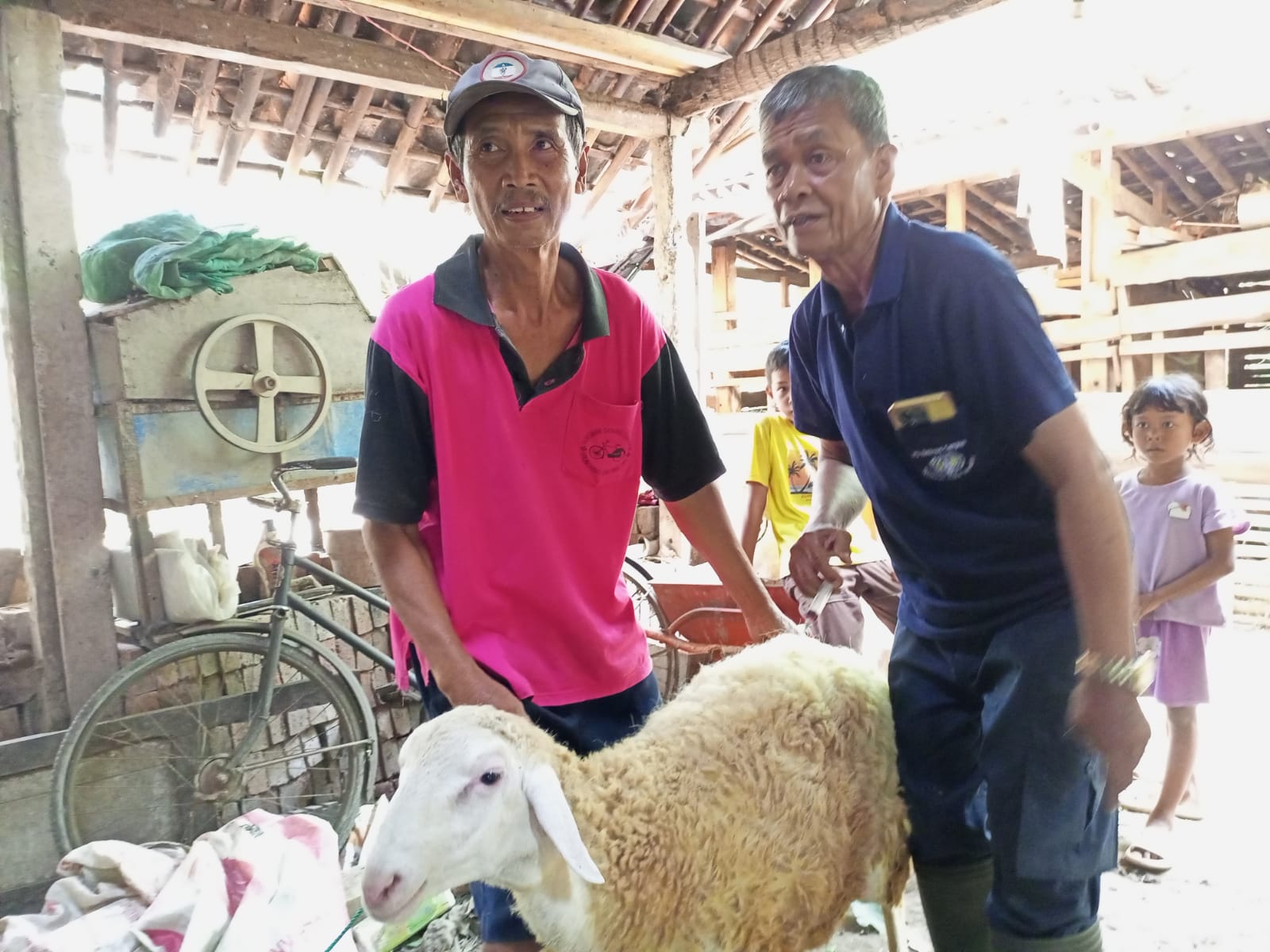 Warga Desa Jatimulyo, Kecamatan Petanahan memiliki kebiasaan baru, yakni berternak domba. Budidaya domba ini kini menjadi bagian ketahanan ekonomi masyarakat.