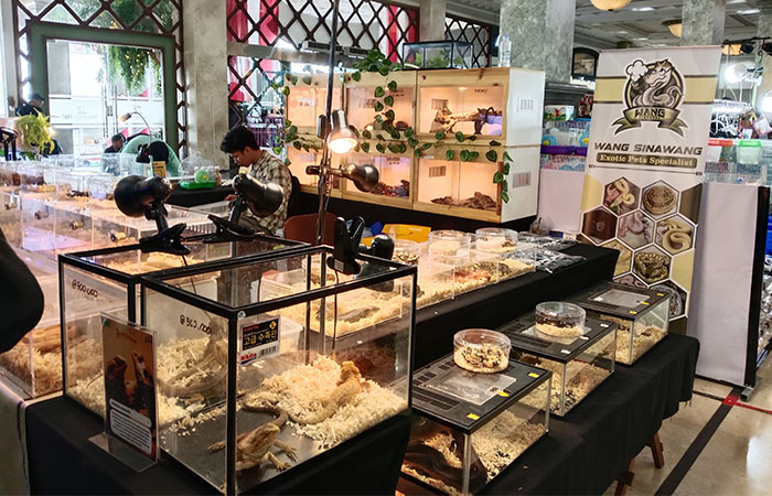 Kegiatan Indonesia Reptile Confest and Expo 2024
