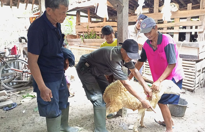 BERTERNAK : Warga Desa Jatimulyo, Kecamatan Petanahan memiliki kebiasaan baru, yakni berternak domba. Budidaya domba ini kini menjadi bagian ketahanan ekonomi masyarakat.