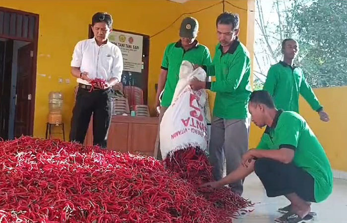 TERSEDIA: Petani saat mengumpulkan cabai di pelelangan kemarin (11/8). Adanya keberadaan digitalisasi sistem lelang, berdampak pada keuntungan petani.
